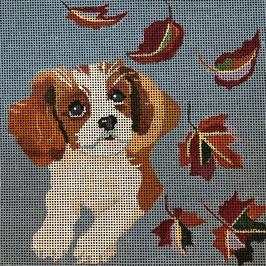 Fall Cavalier Pup