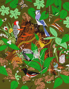 Woodland Wonders 