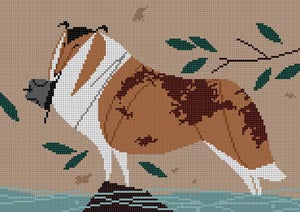Collie