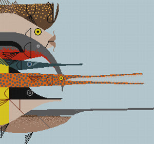 Fish Profiles