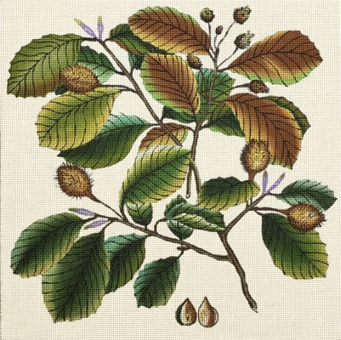 Beech Leaves