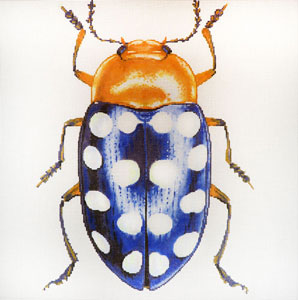Big Bugs - Blue with White Dots
