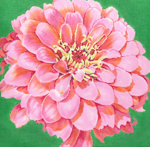Cosmopolitan Zinnia/Green Background