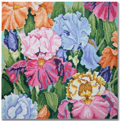 Iris Paradise