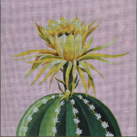 Blooming Cactus on Pink