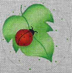 Ladybug 