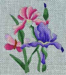 Iris Variety  