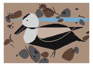 Labrador Duck