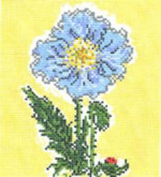 Himalayan Poppy 