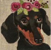 Dachshund