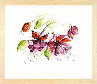 Fuchsia