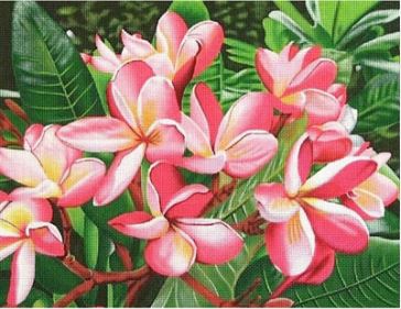 Pink Blossoms