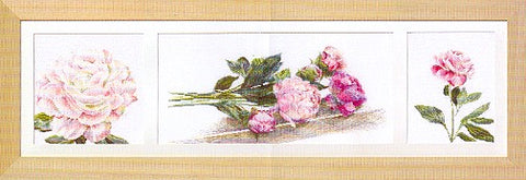 Peony - Aida
