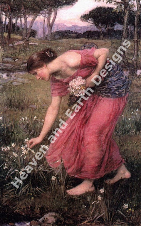 Narcissus