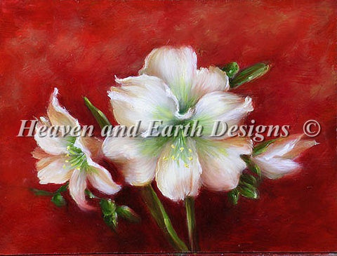 Amaryllis - PTP 