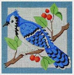 Blue Jay - Male