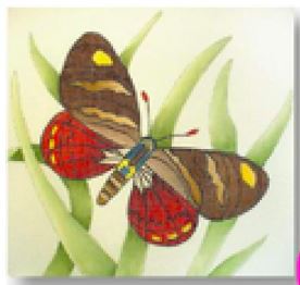 Butterfly VI