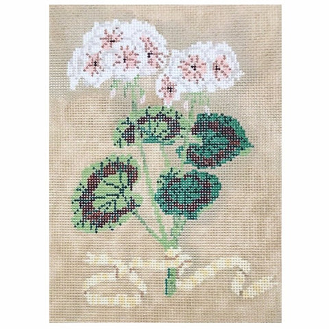 Geraniums