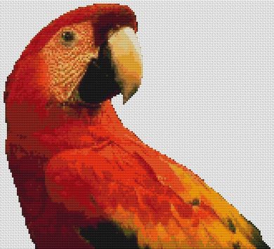 Red Macaw