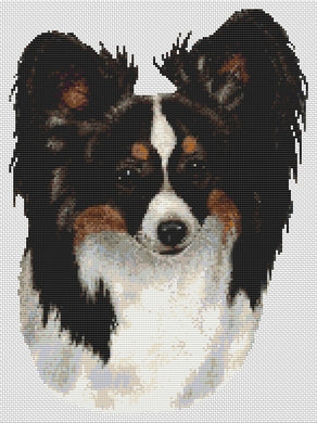 Tri-colored Papillon 