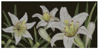 Lilies of the Field