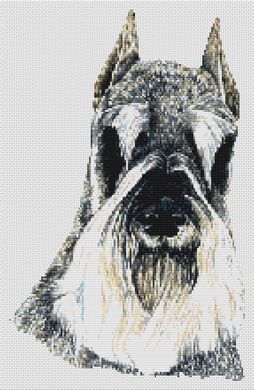 Schnauzer