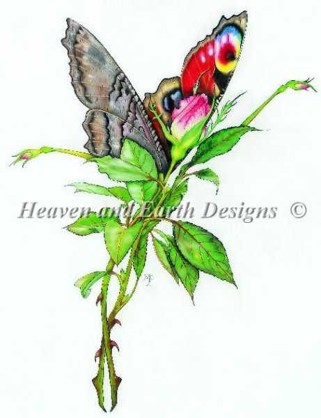 Peacock Rose Butterfly Fairy