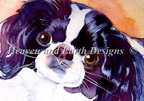 Japanese Chin