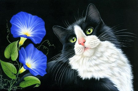 Morning Glory
