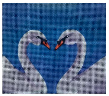 Swan Love
