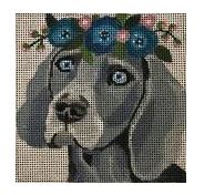Weimaraner