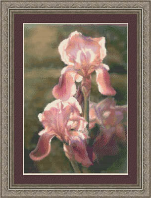Sunlit Irises