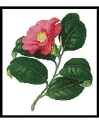 Japanese Camellia