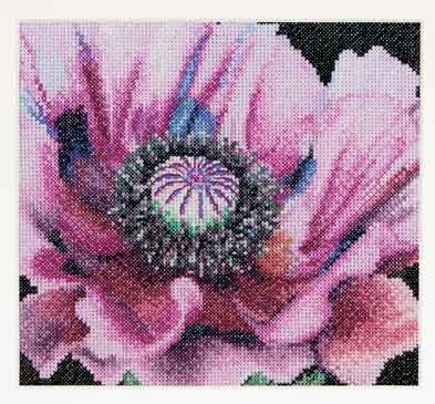 Poppy