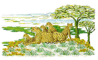 Cheetahs