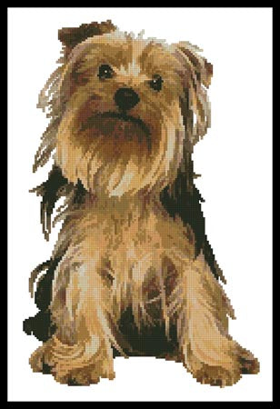 Yorkshire Terrier