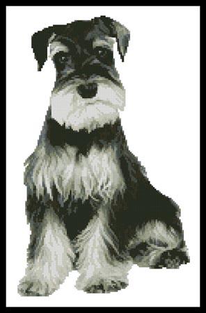 Schnauzer
