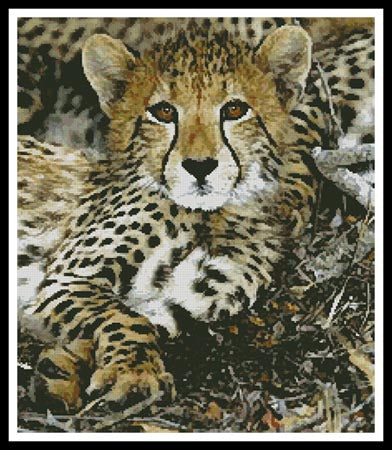 Baby Cheetah
