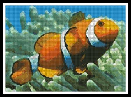 Clownfish