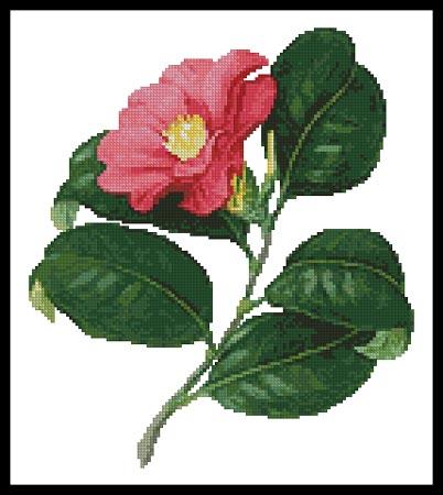 Japanese Camellia