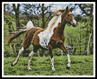 Arabian Horse