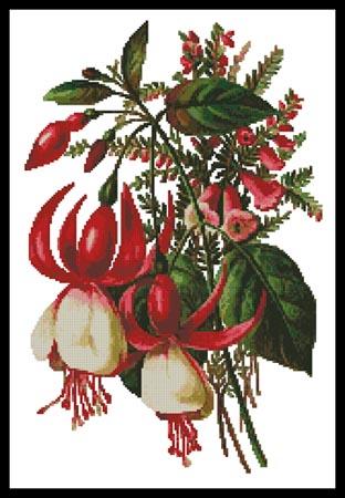 Fuschia 3