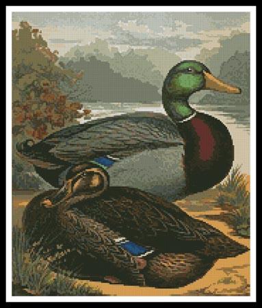 Ducks 2