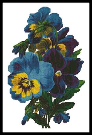 Pansies 3