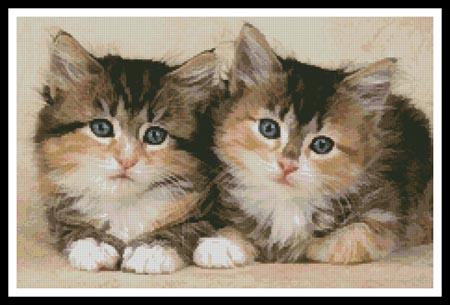 Cute Kittens  (Greg Cuddiford)
