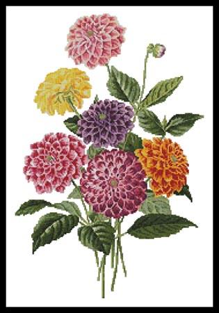 Dahlias