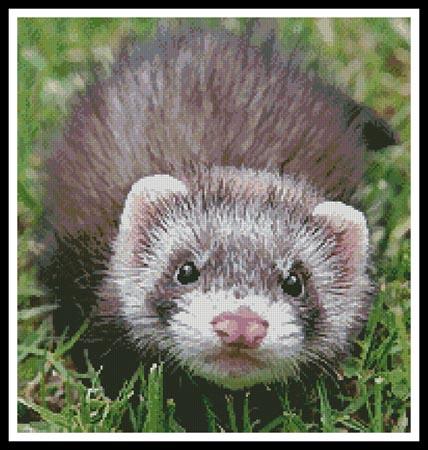 Ferret