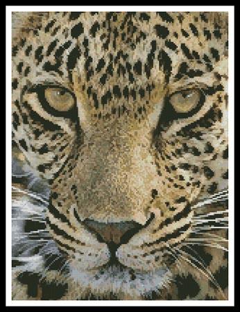 Leopard Close Up