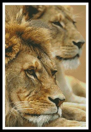 Lion Couple