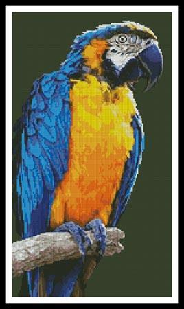 Macaw